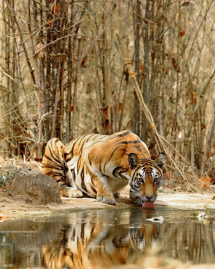 Tiger ♡