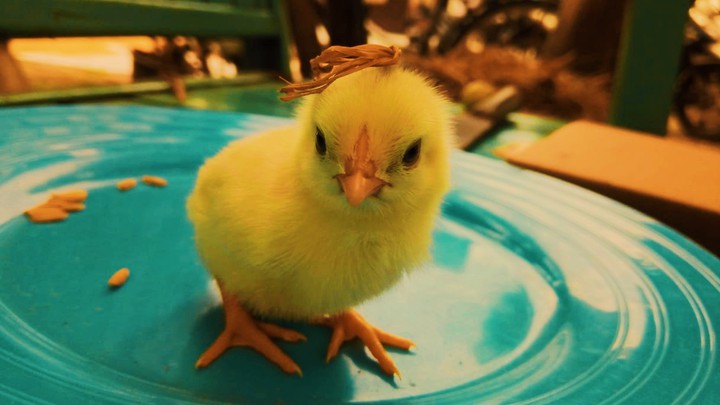 Baby chicken