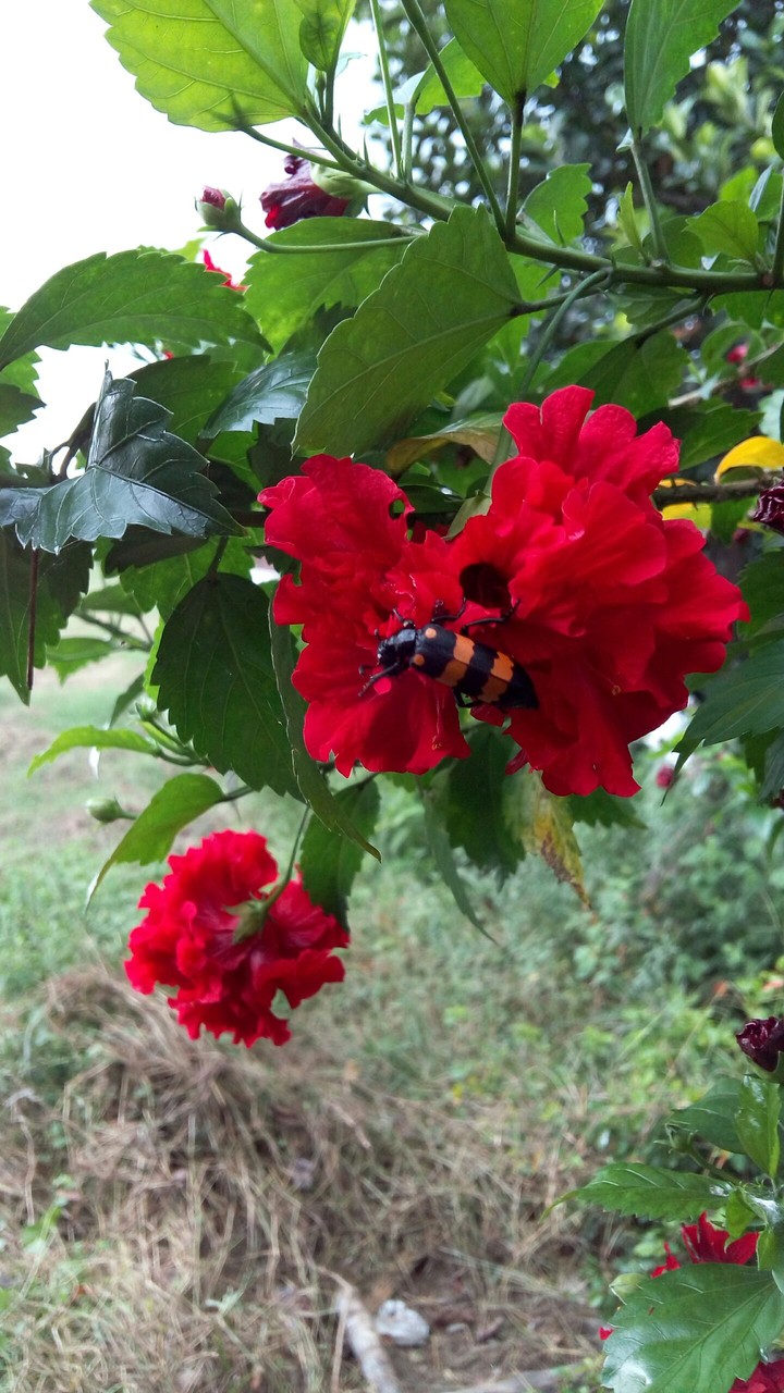 flower
