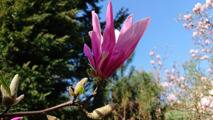 Magnolia