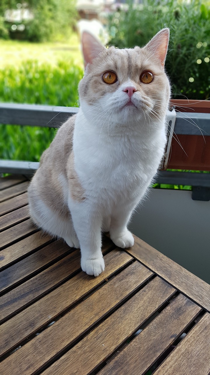 Katze