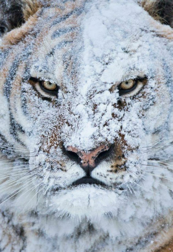 big cat