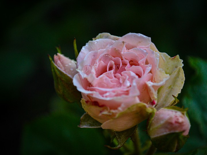 rose
