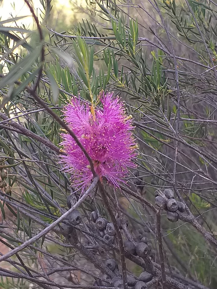Pink Bottlebrush