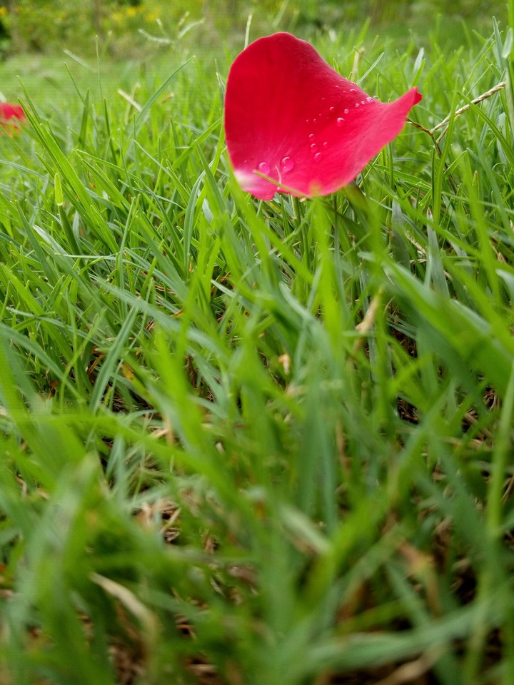 rose leaflet