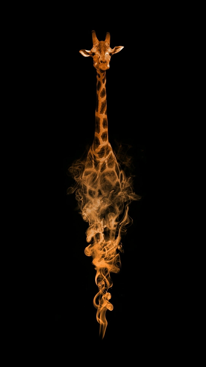 giraffe