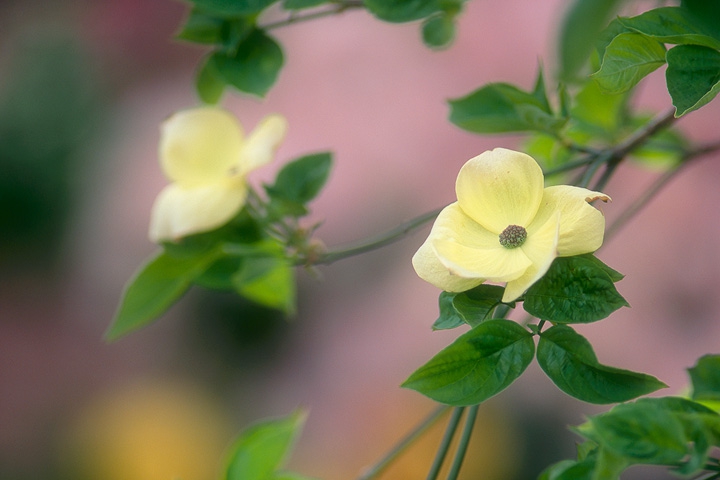 dogwood