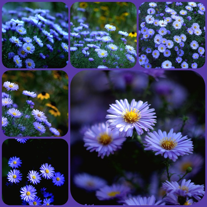 Collage. Alpine asters