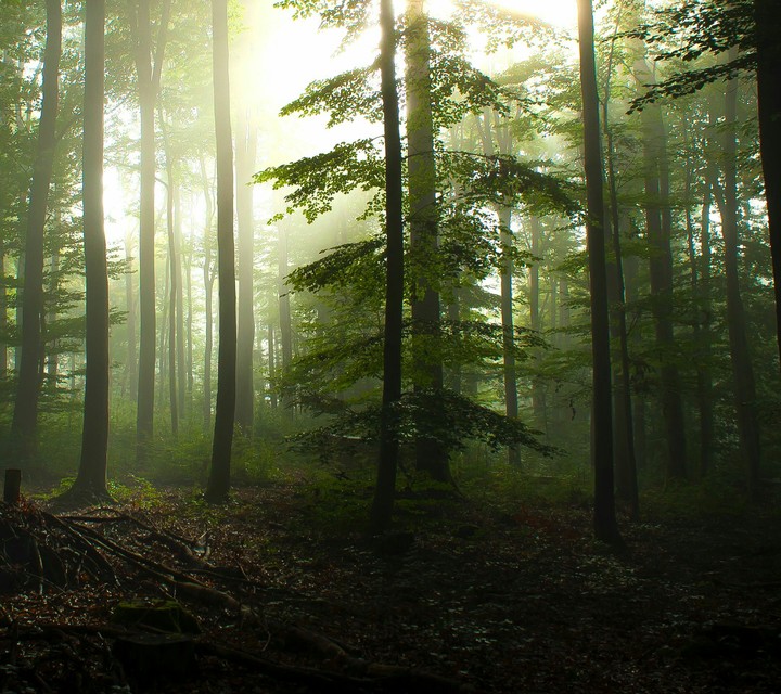 trees