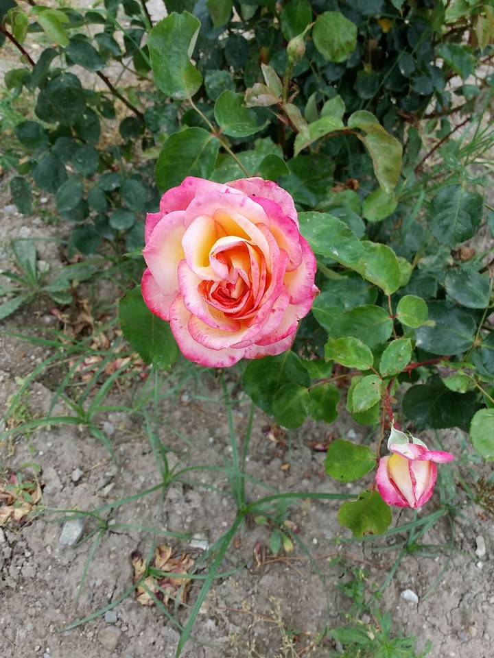Sweet yellow-rose Rose