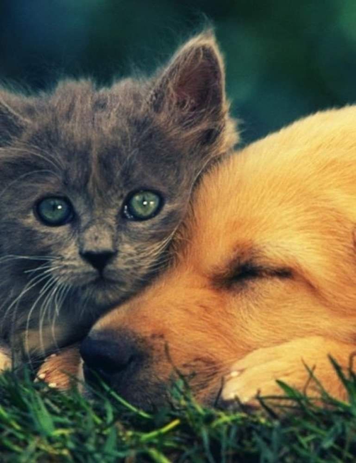 Dog & cat.