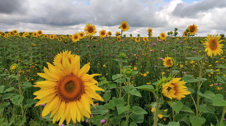 sunflowers