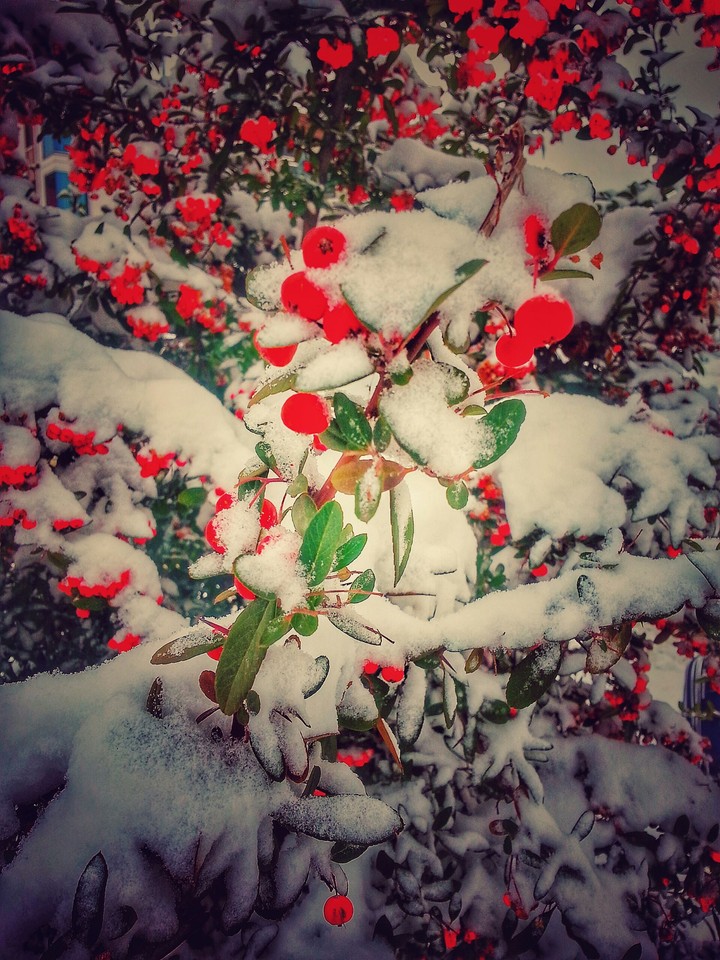 Snow