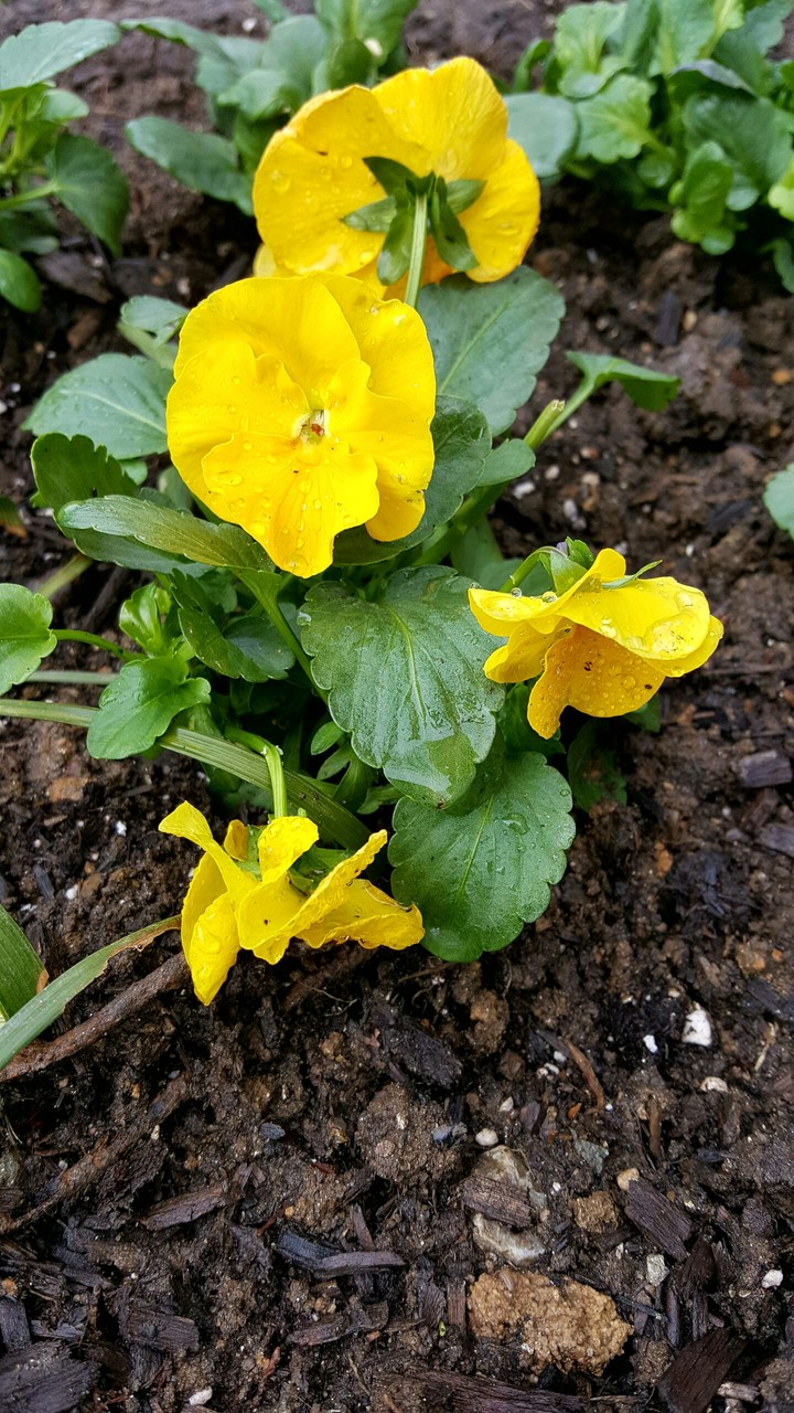 Yellow flowers