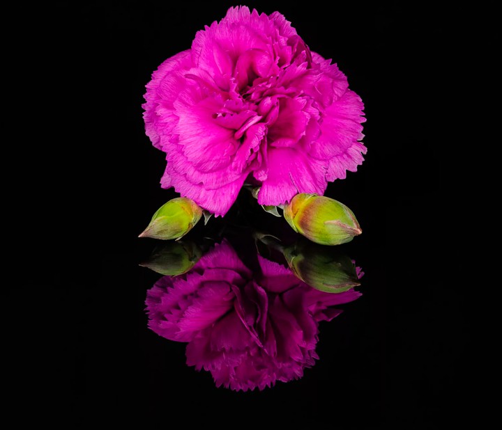 Carnation Pink