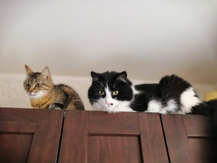 cats