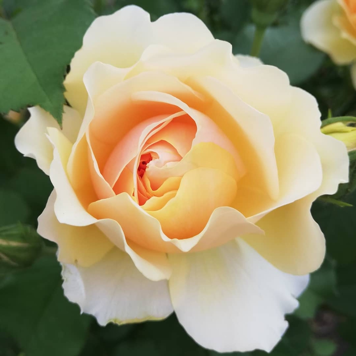 Very nice flower