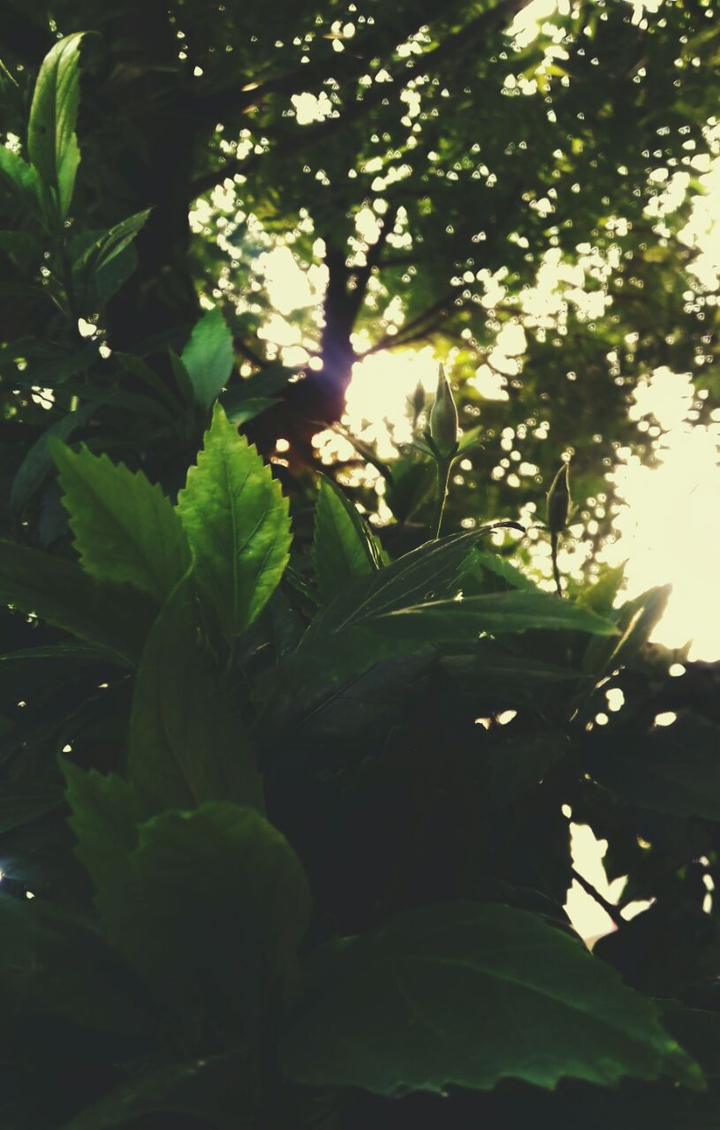 hello sunshine