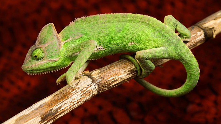 lizard