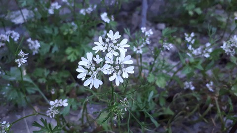coriander