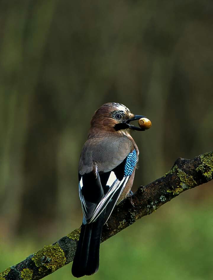 Bird
