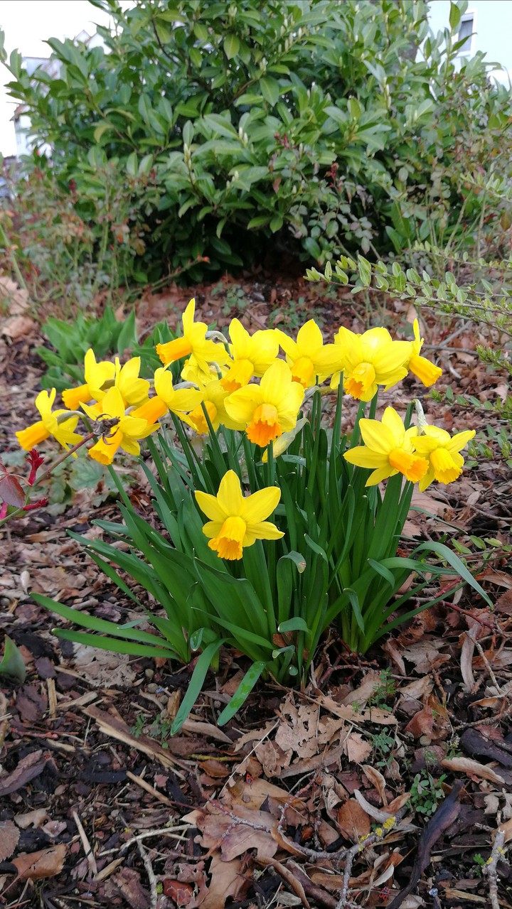 Narzissen, die ersten Blumen im Frühling