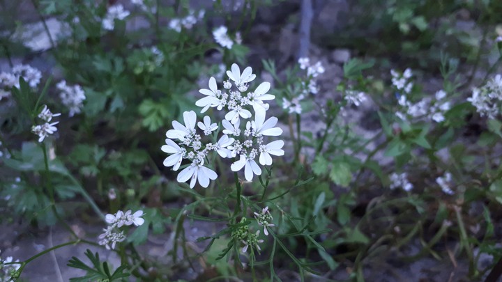 coriander