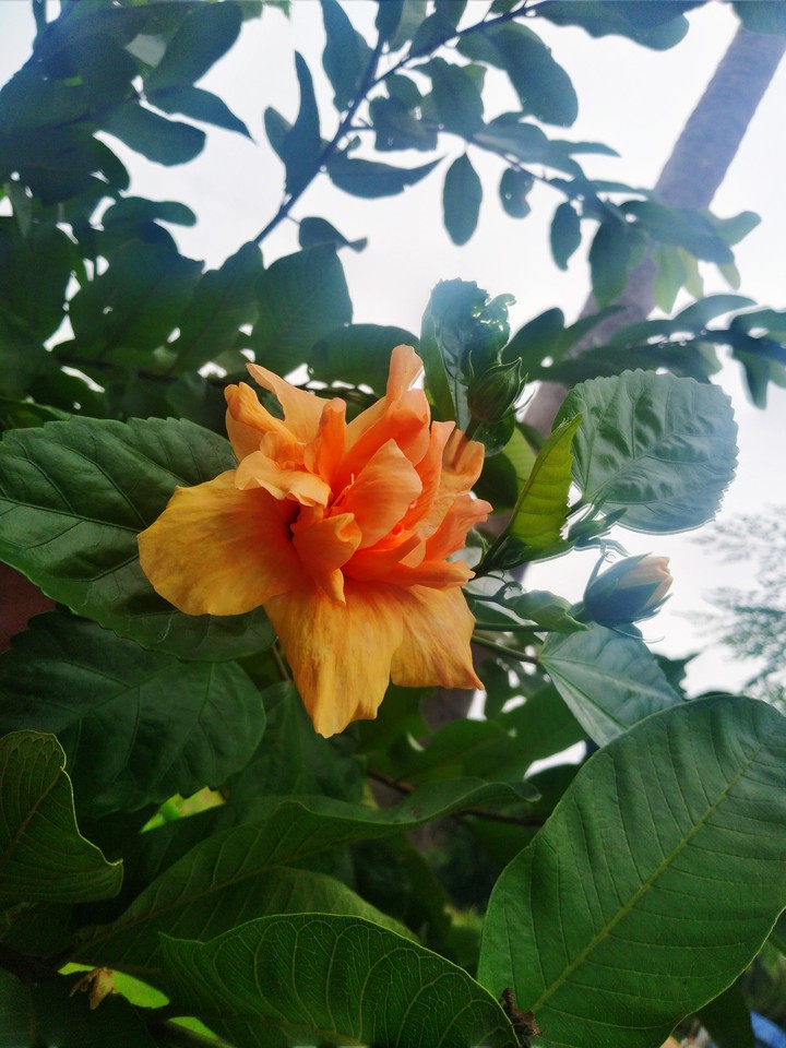 nature