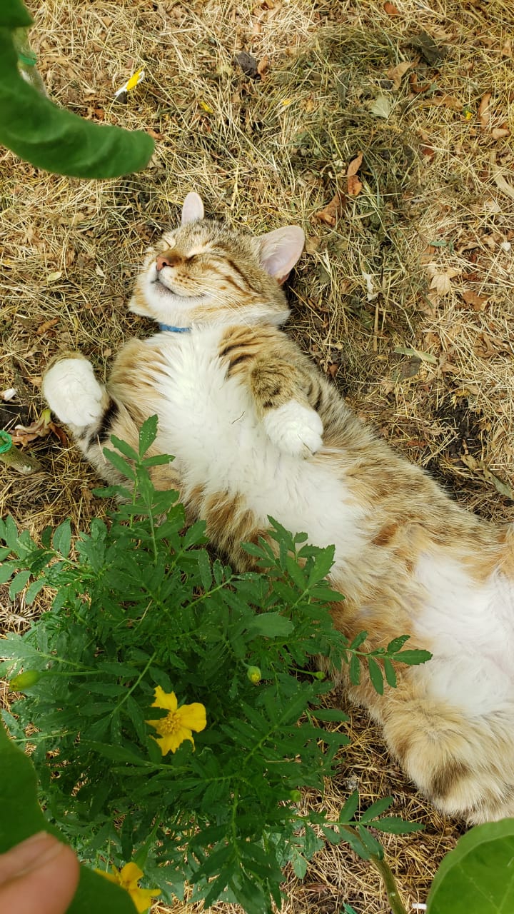 Мило спящий котик