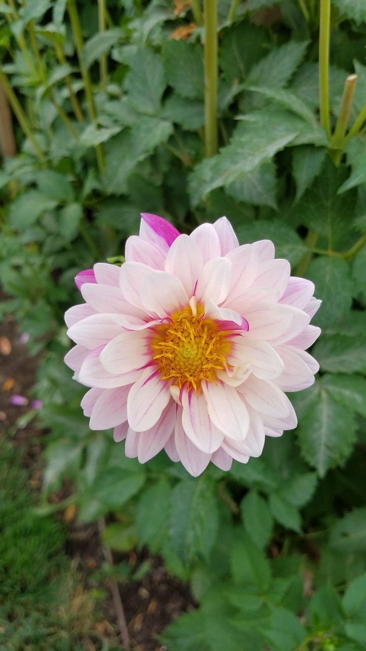 Lovely Flower