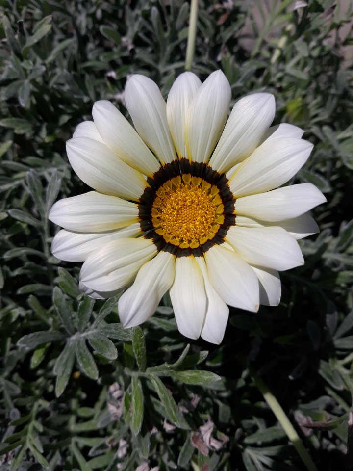 photo from my garden