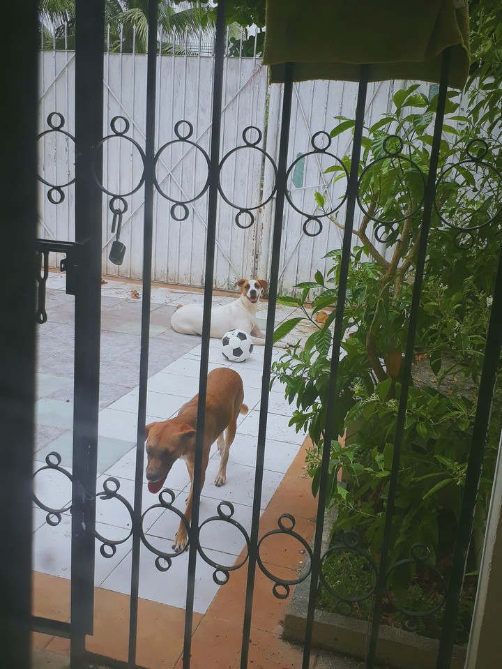 Dog