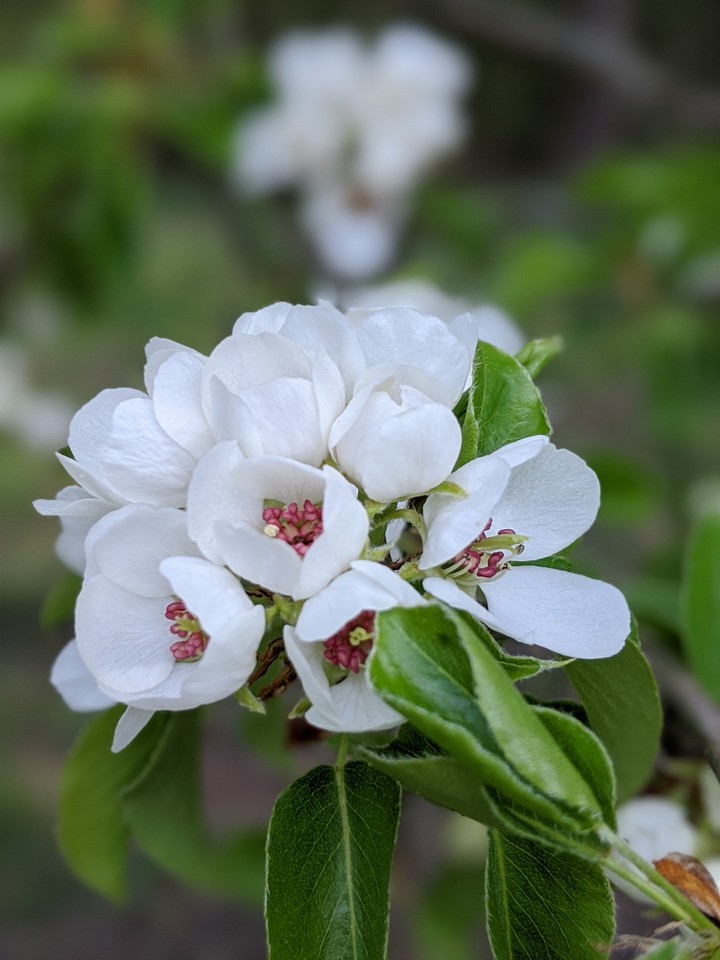 blossom spring