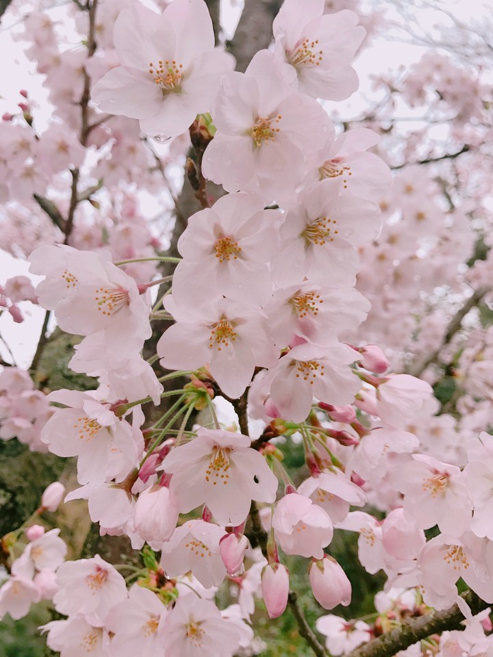 blossom
