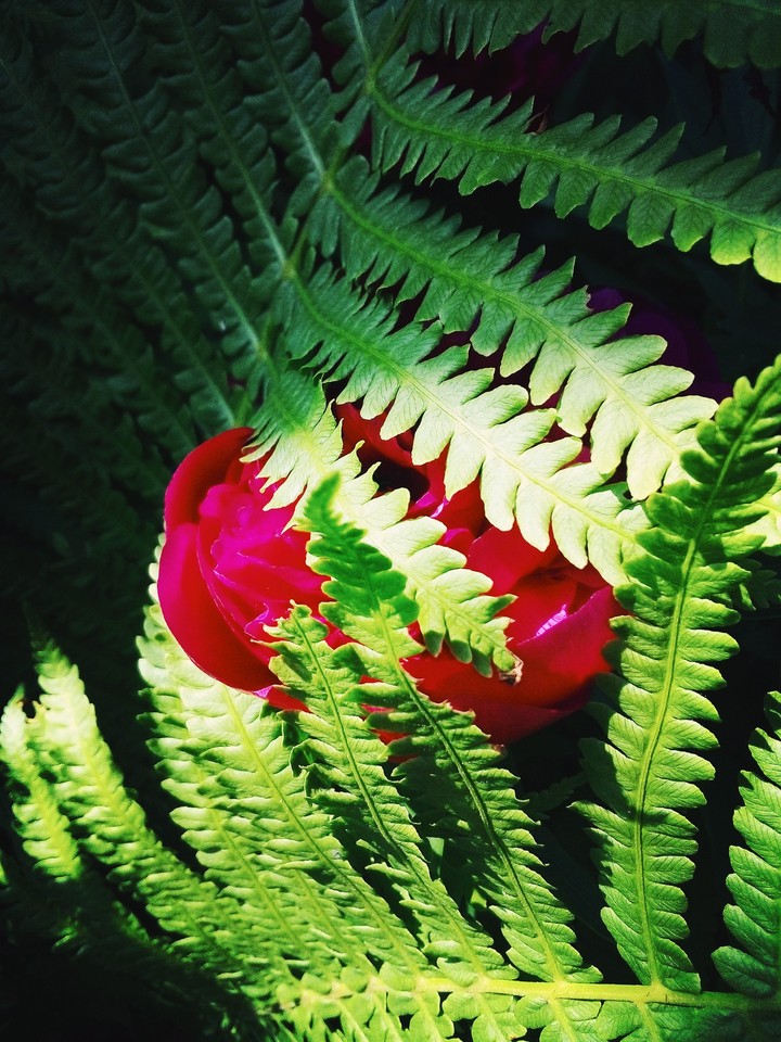 flower