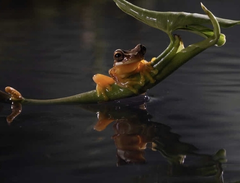 toad, reptile háttérképek