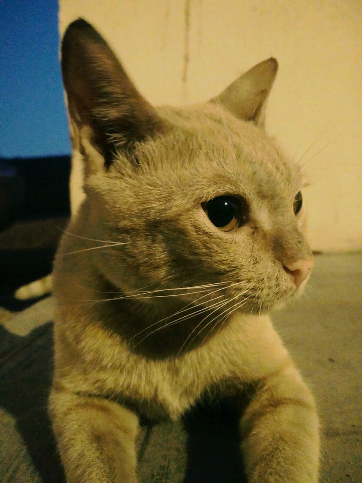 Modeling MeOw