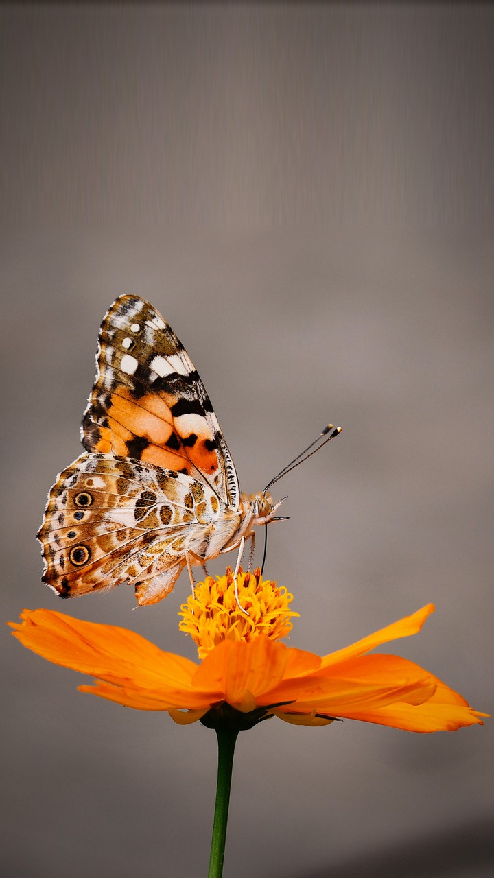 butterfly