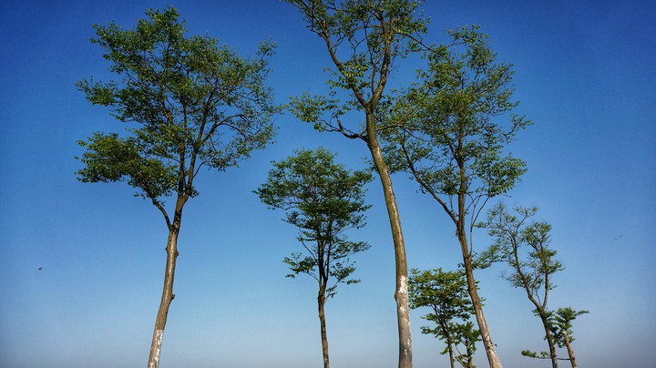 Tree's