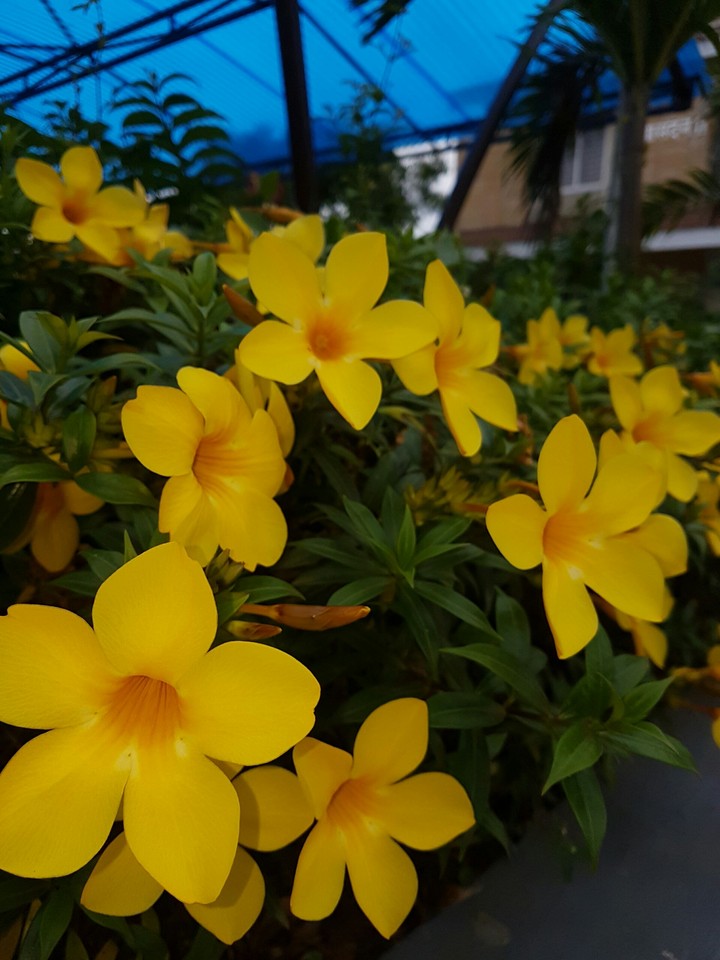 flowers