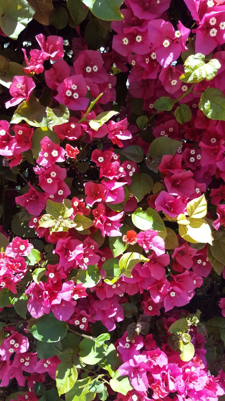 flowers