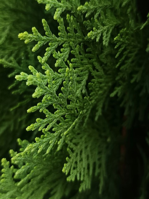 ταπετσαρίες cupressaceae, herb