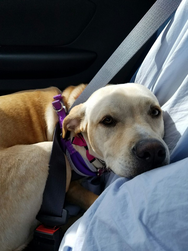 Puppy