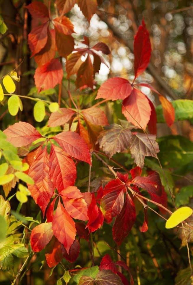 Red leaves :)