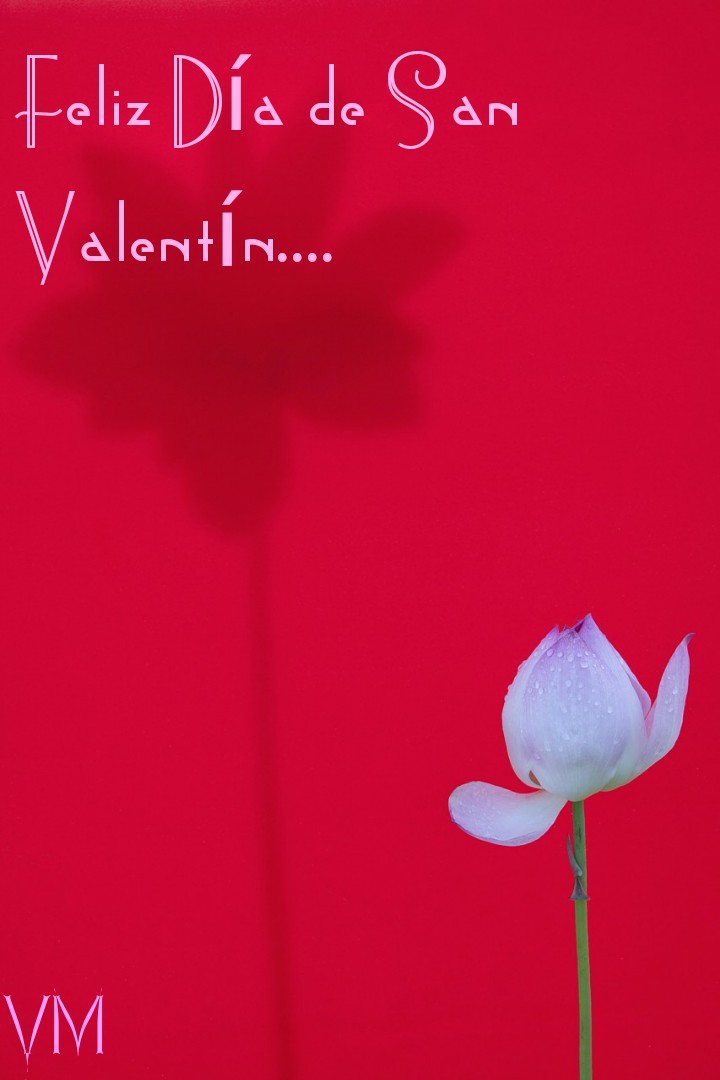Feliz día de San Valentín