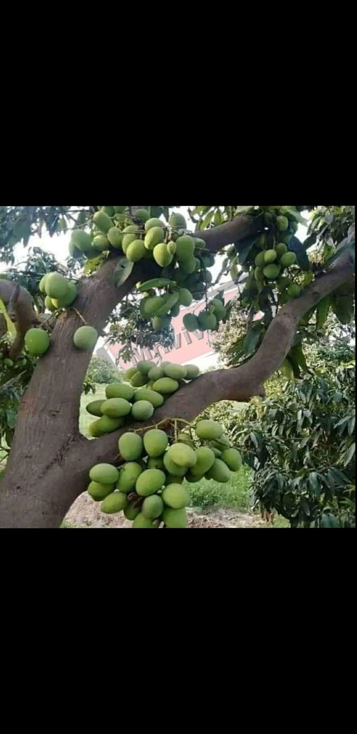 mangoes..