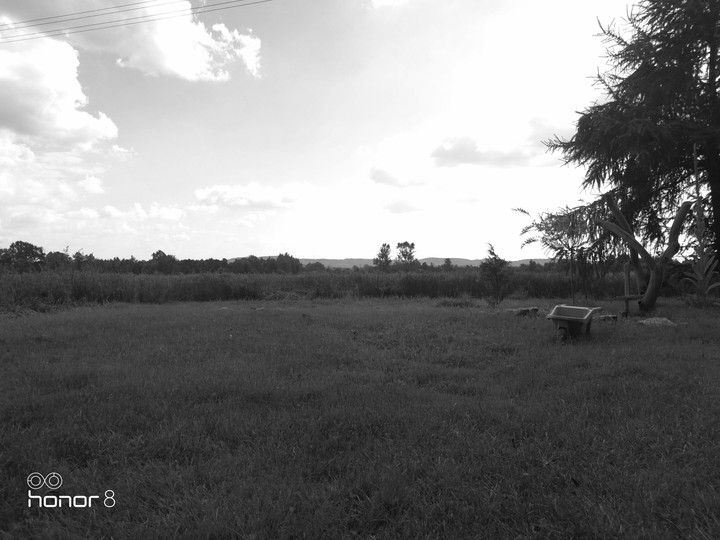 Grass in the village