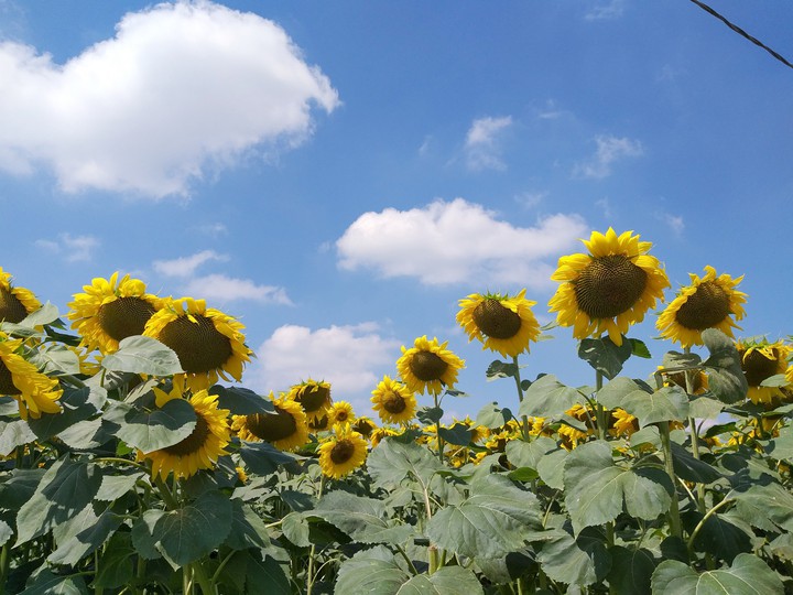 Sunflower