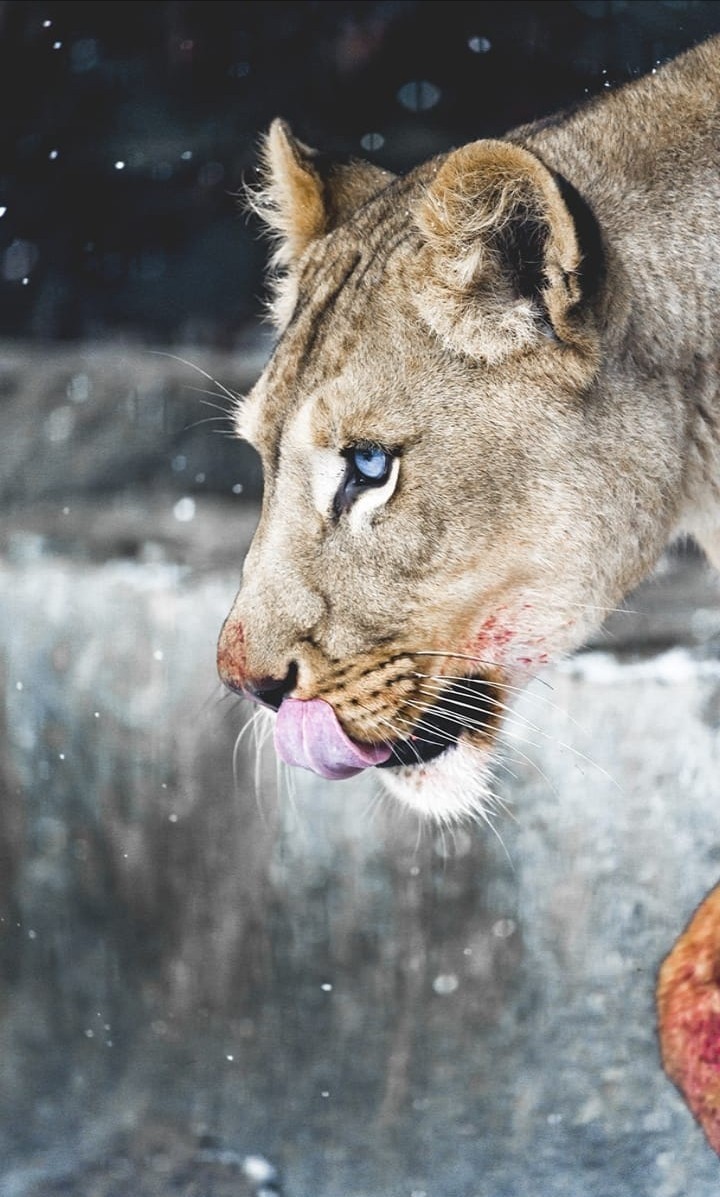 Beast with beatifull eyes