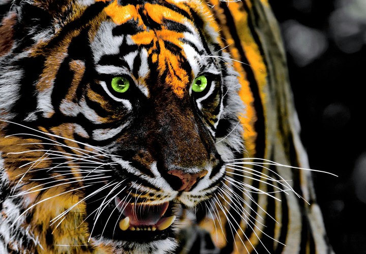 tiger
